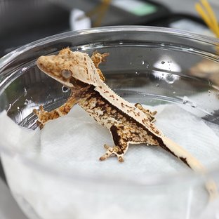 진빼이x닐라