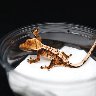 텐저린 트라이 익스트림할리퀸