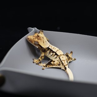 트라이 익스트림할리퀸