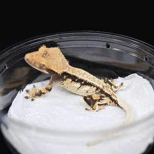 드리피 쿼드 핀스트라이프