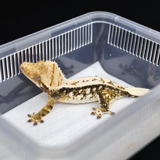 드리피 트라이 쿼드 핀스트라이프