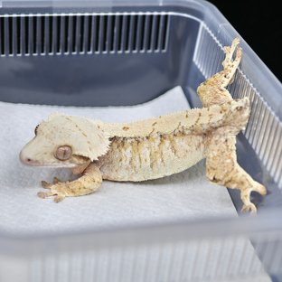백하