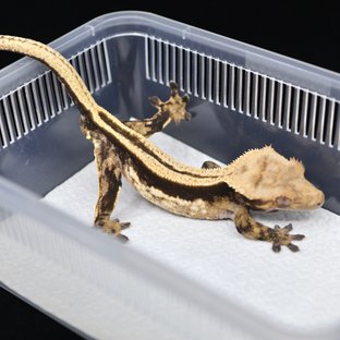 슈퍼스트라이프 엠티백