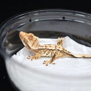 트라이 익스트림할리퀸