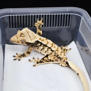 트라이 익스트림할리퀸