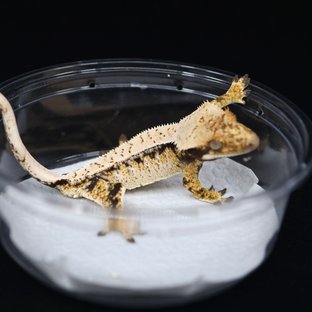 드리피 트라이 익스트림할리퀸