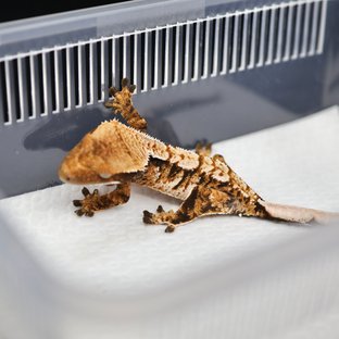 Tangerine Tri Extreme Harlequin