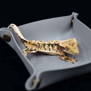 트라이 익스트림할리퀸