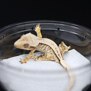 노멀 트라이 익스트림할리퀸 풀핀