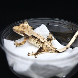 트라이 익스트림할리퀸