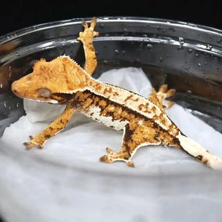 솔티x엘리