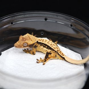 Normal Quad Pinstripe