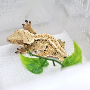 드리피 화이트스팟