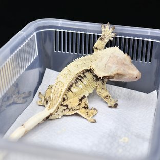 카밀라