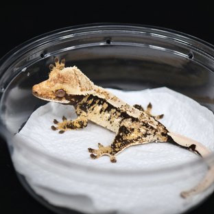 드리피 화이트스팟 트라이 익스트림할리퀸