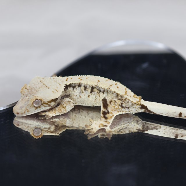 노멀 드리피 화이트스팟