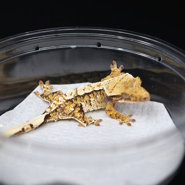 트라이 익스트림할리퀸