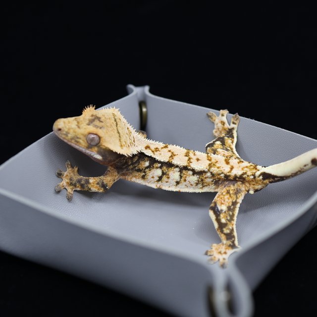 트라이 익스트림할리퀸