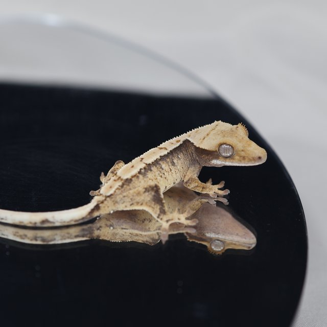 트라이 익스트림할리퀸