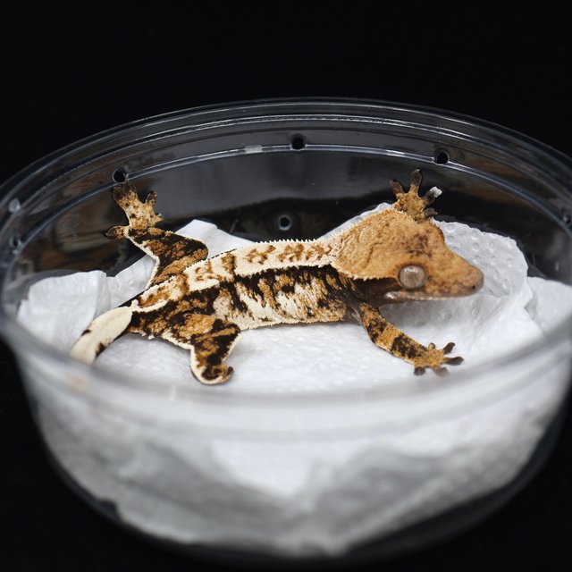 트라이 익스트림할리퀸 텐저린