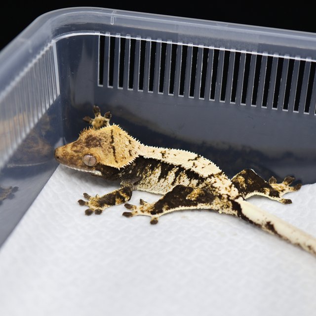 트라이 익스트림할리퀸