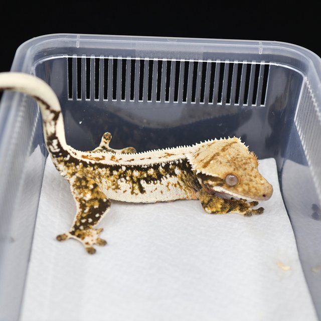 드리피 트라이 쿼드 핀스트라이프