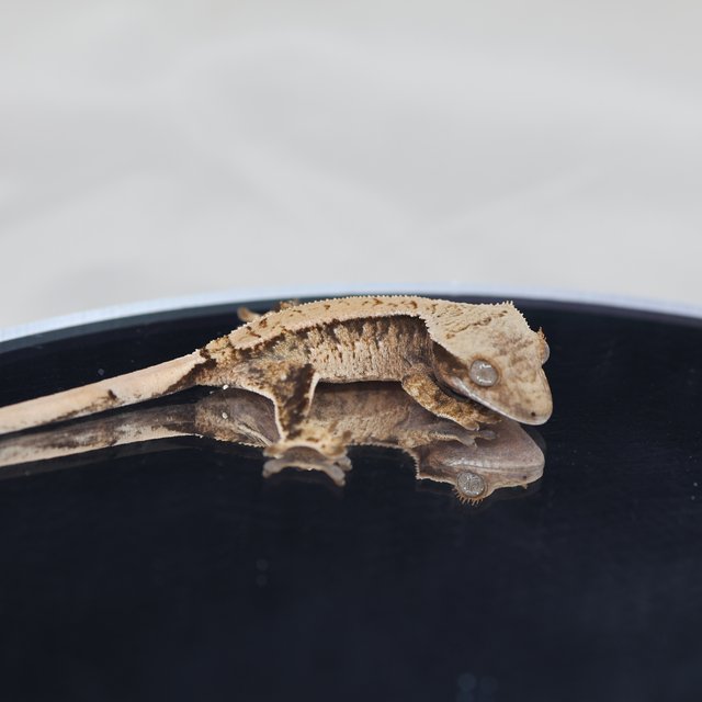 트라이 익스트림할리퀸