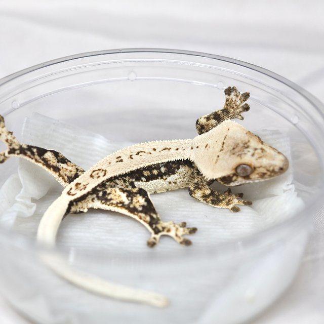 노멀 쿼드 풀핀