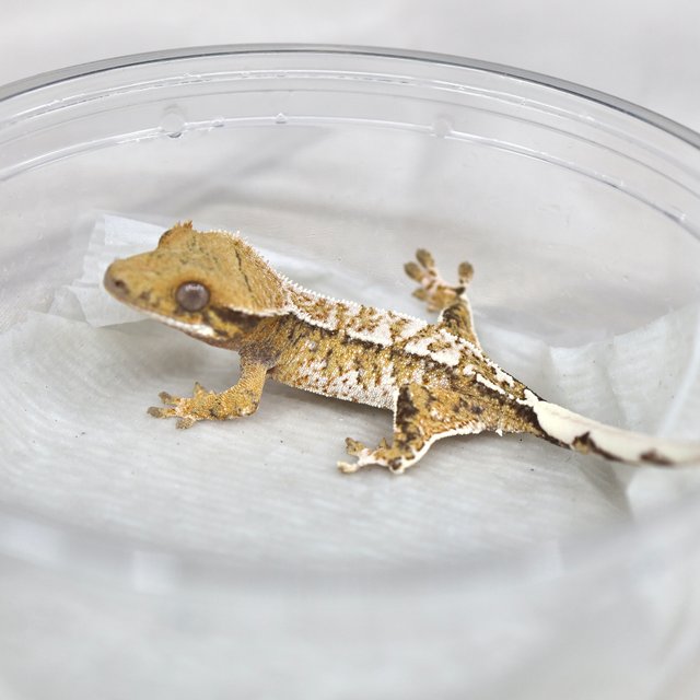 트라이 익스트림할리퀸