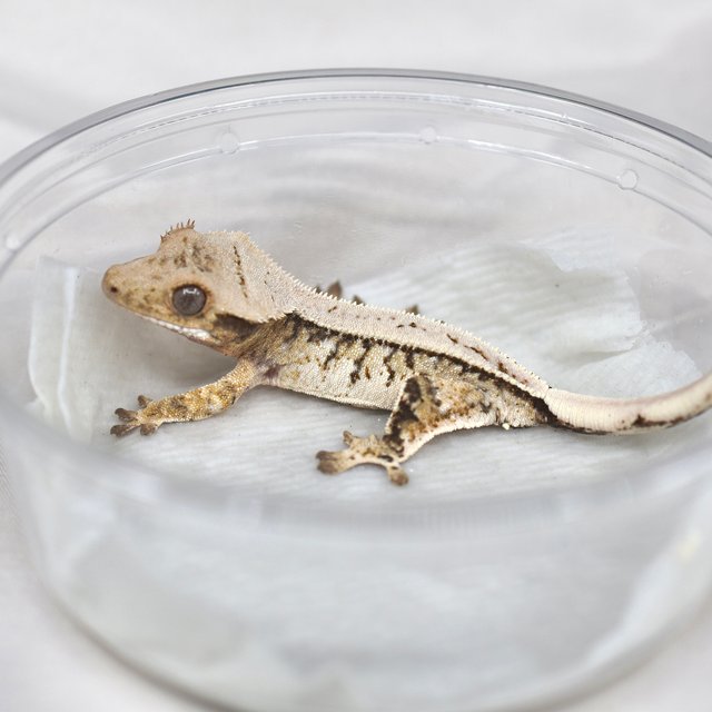 노멀 트라이 익스트림할리퀸 풀핀