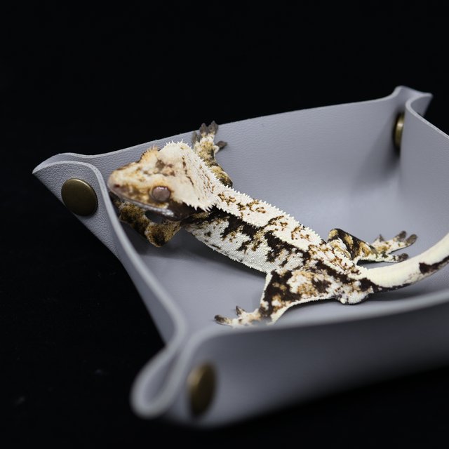 트라이 익스트림할리퀸