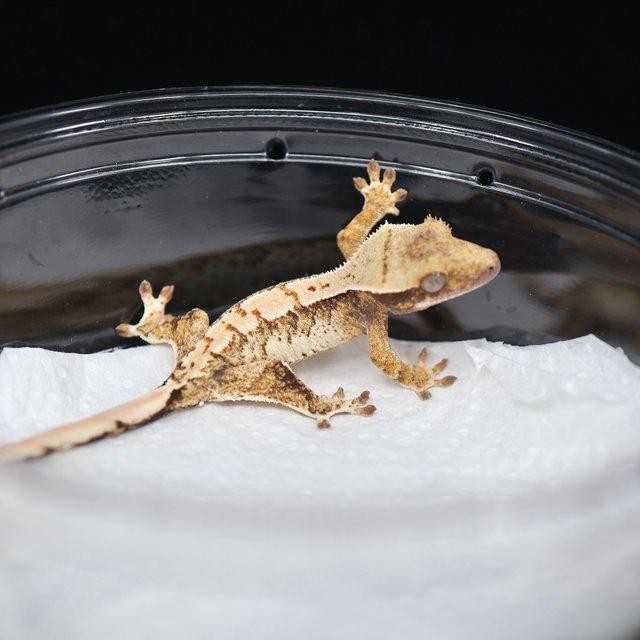 트라이 익스트림할리퀸