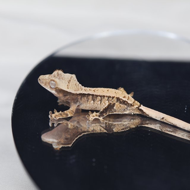 트라이 익스트림할리퀸