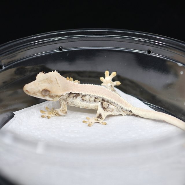 솔리드백 릴리화이트