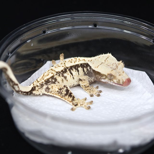 드리피 화이트스팟