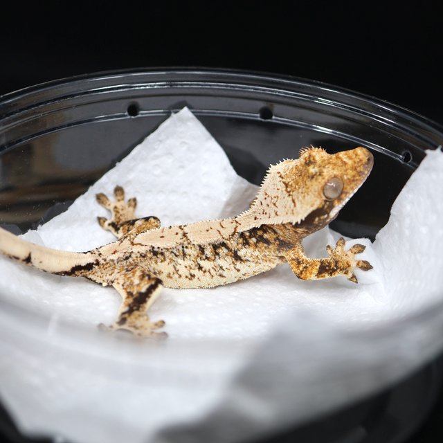 드리피 화이트스팟 트라이 익스트림할리퀸