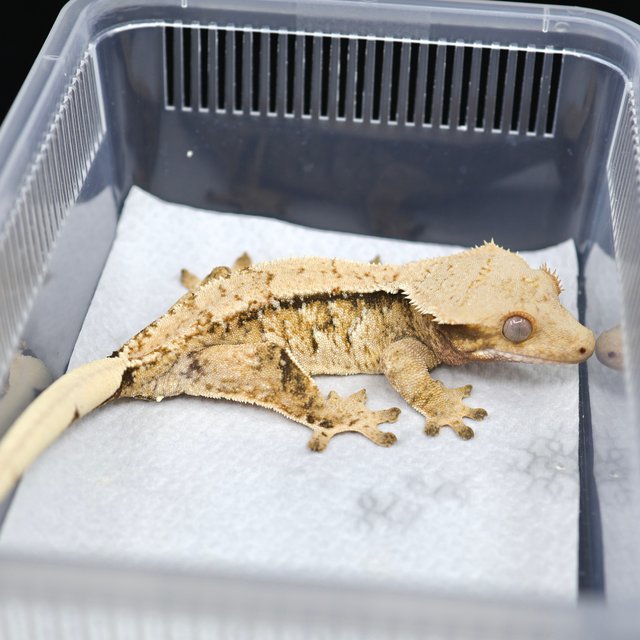 트라이 익스트림할리퀸