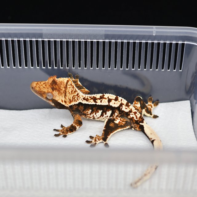 텐저린 트라이 익스트림할리퀸