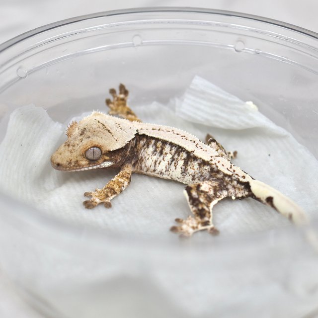 노멀 드리피 화이트스팟