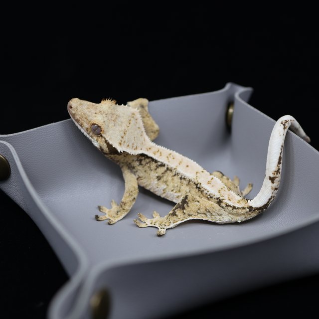 드리피 화이트스팟