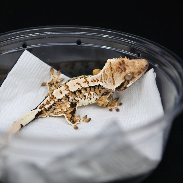 트라이 익스트림할리퀸