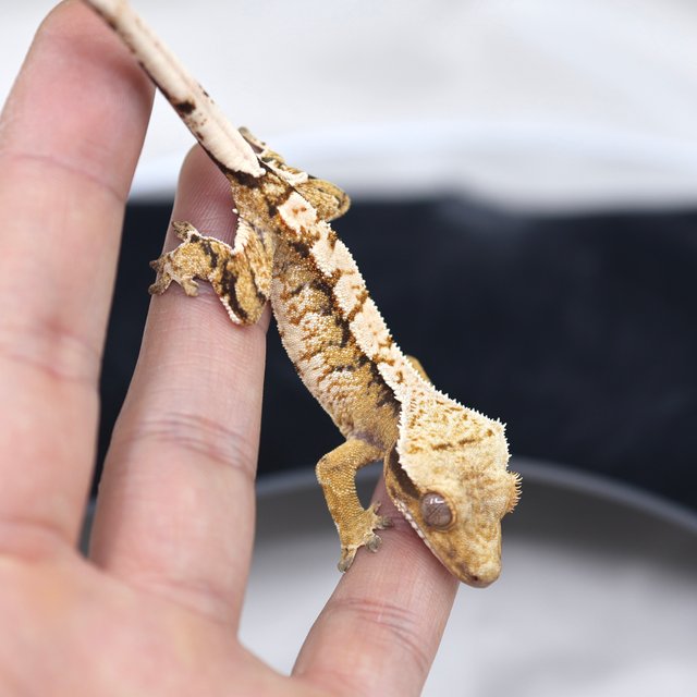 트라이 익스트림할리퀸