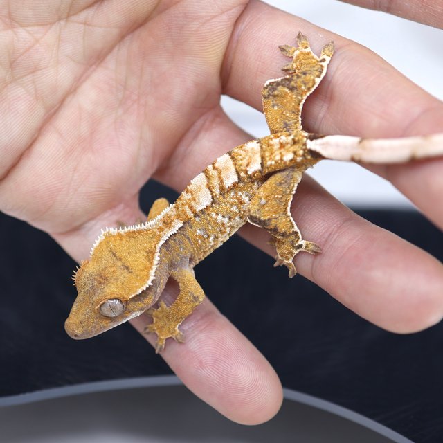 트라이 익스트림할리퀸