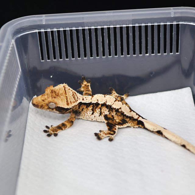 텐저린 트라이 익스트림할리퀸