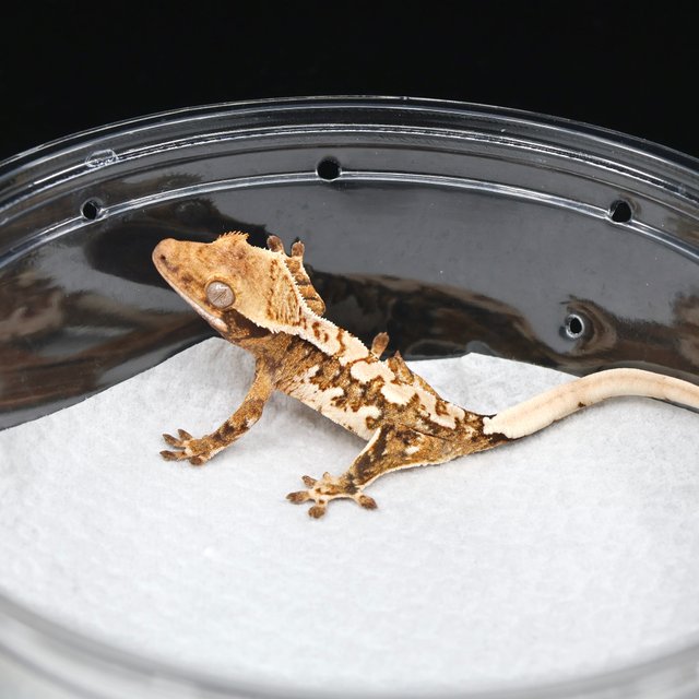 트라이 익스트림할리퀸