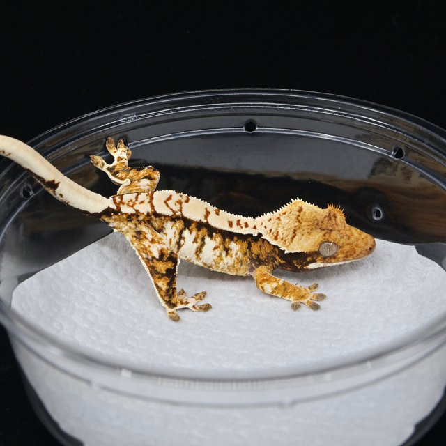 트라이 익스트림할리퀸