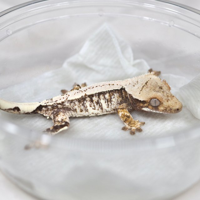 노멀 드리피 화이트스팟