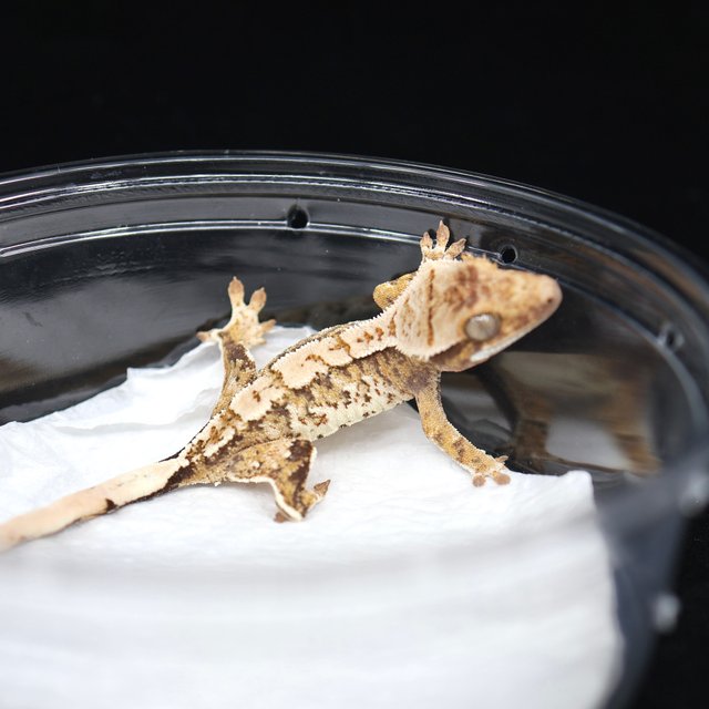 트라이 익스트림할리퀸