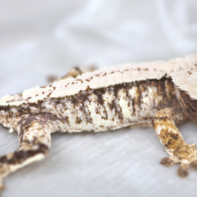 노멀 드리피 화이트스팟