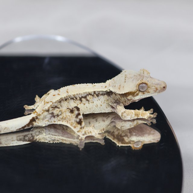 노멀 드리피 화이트스팟